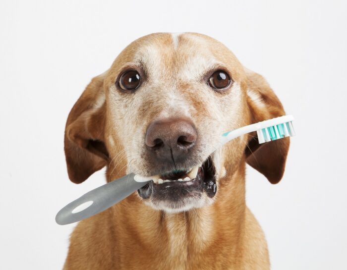 Pet Dental Awareness Month