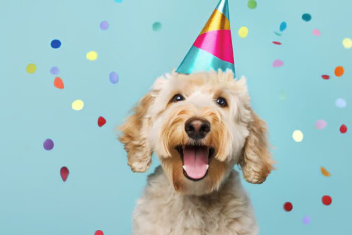 Celebrating Veterinary Receptionist Week: A Big Thank You to Our Front of House Team