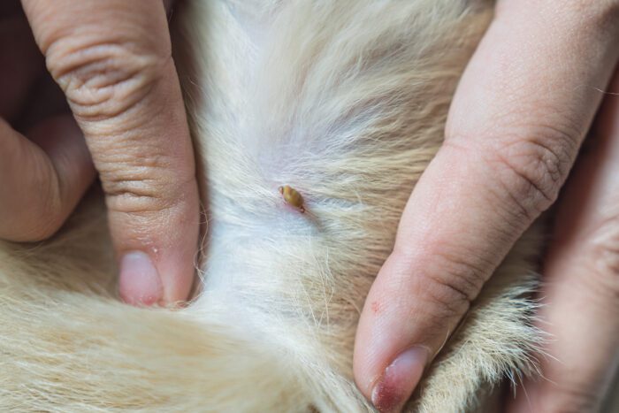 Tick Awareness: Keep Your Pets Protected This Spring