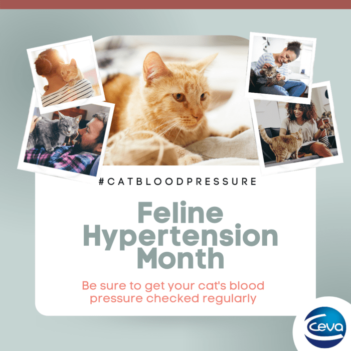 Feline Hypertension Awareness Month