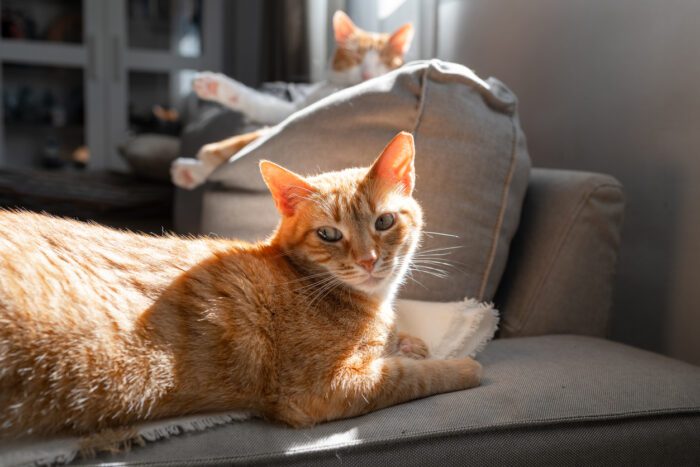  Has your cat started yowling in the middle of the night?