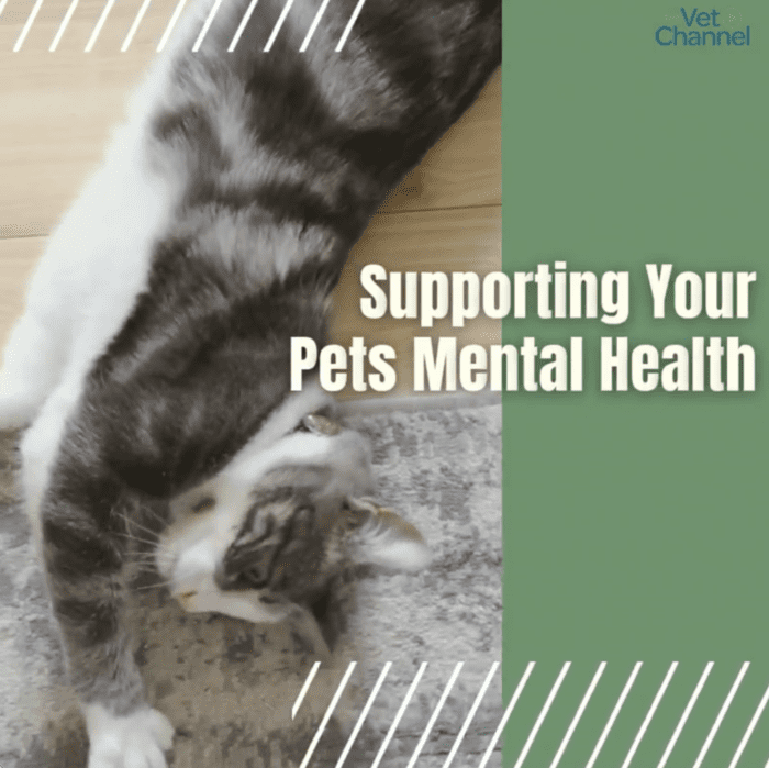 Animal mental health and the importance for them