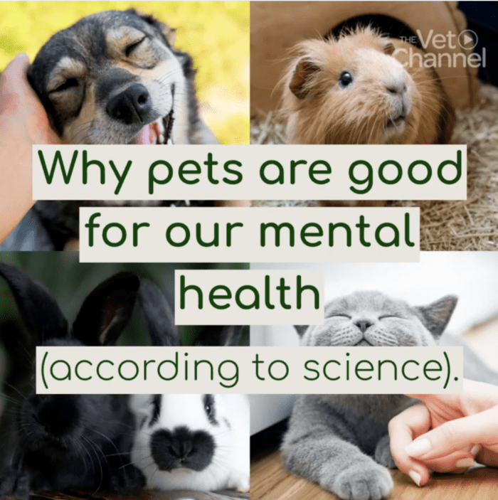 Pets - how are they important for our mental health?